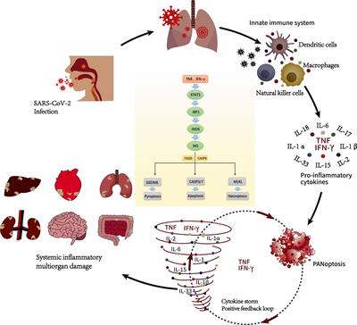 Immune response induced by novel coronavirus infection